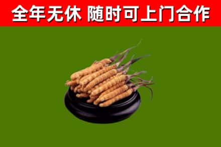 绿园区回收冬虫夏草