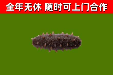绿园区回收海参干